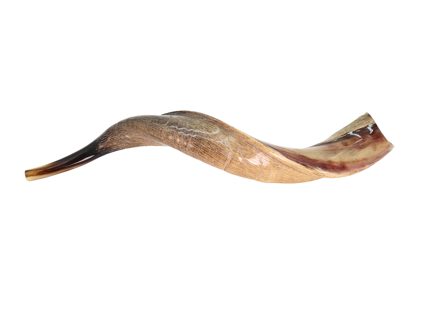 Yemenite Shofar 24"-27" - Half Polished