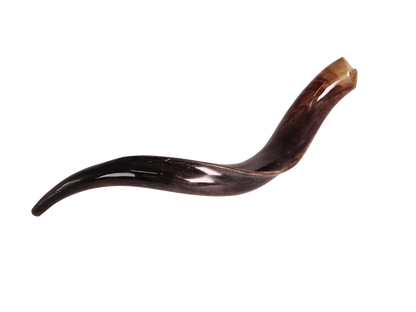Yemenite Shofar 28"-31" - Fully Polished