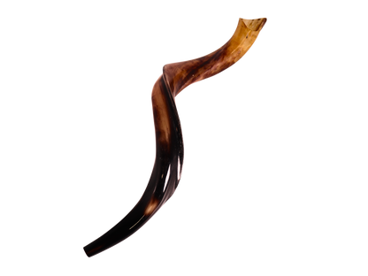 Yemenite Shofar 28"-31" - Fully Polished