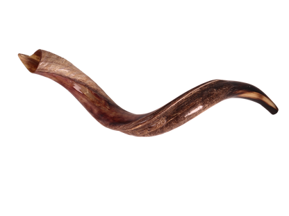 Yemenite Shofar 28"-31" - Half Polished