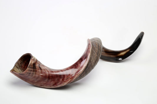 Yemenite Shofar 32"-35" - Half Polished