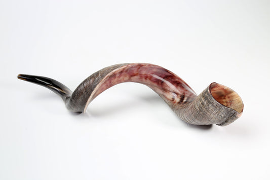 Yemenite Shofar 36"-39" - Half Polished