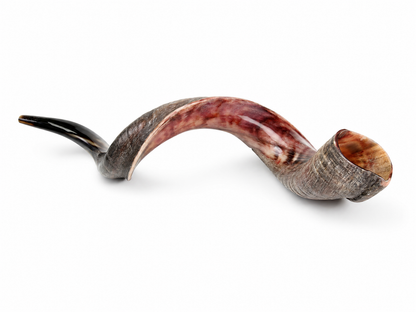 Large 49 to 50 inch half-polished Yemenite shofar with red and gray natural horn coloring on a white background