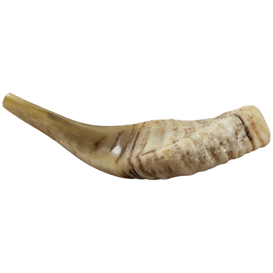 small light colored ram horn shofar