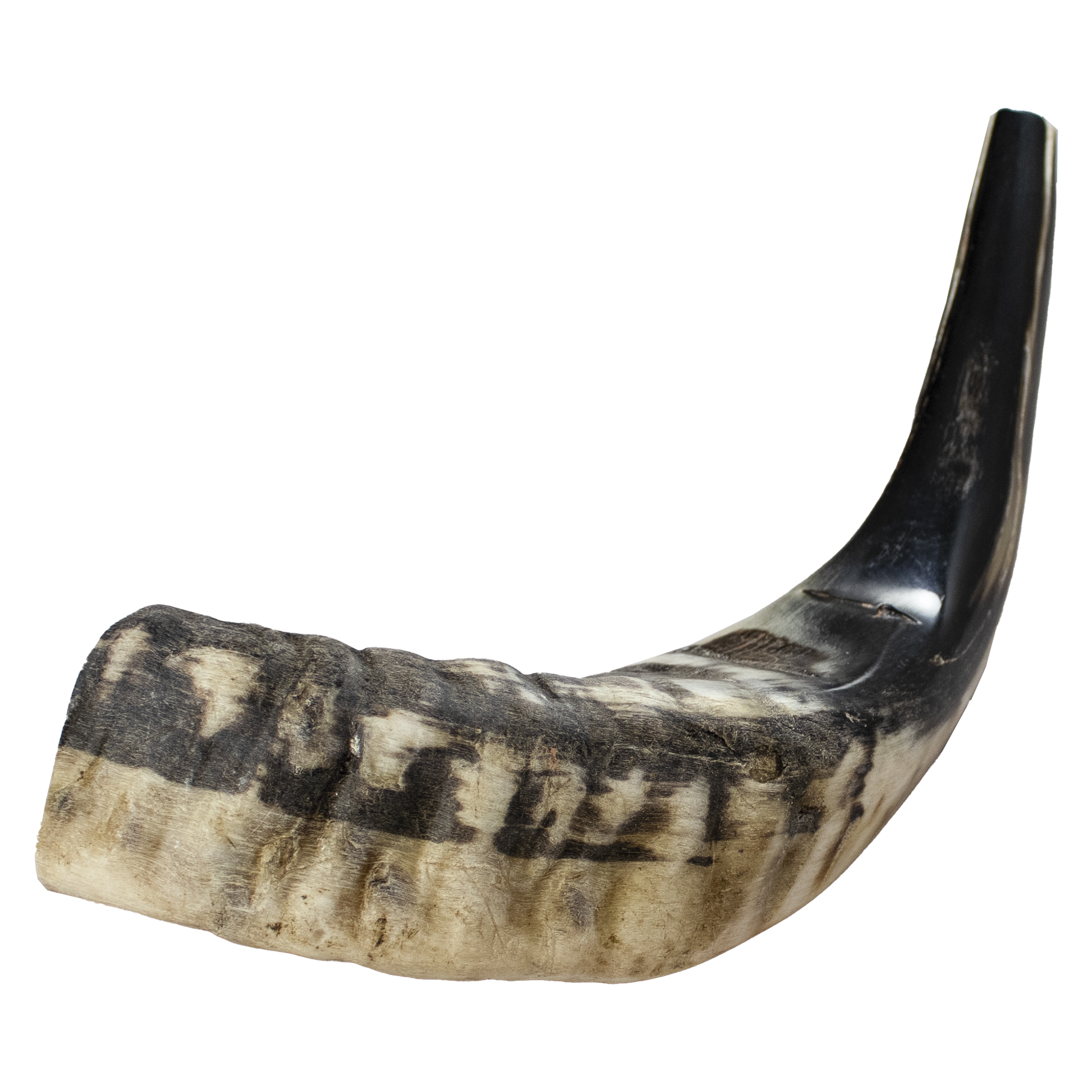 ram horn shofar 