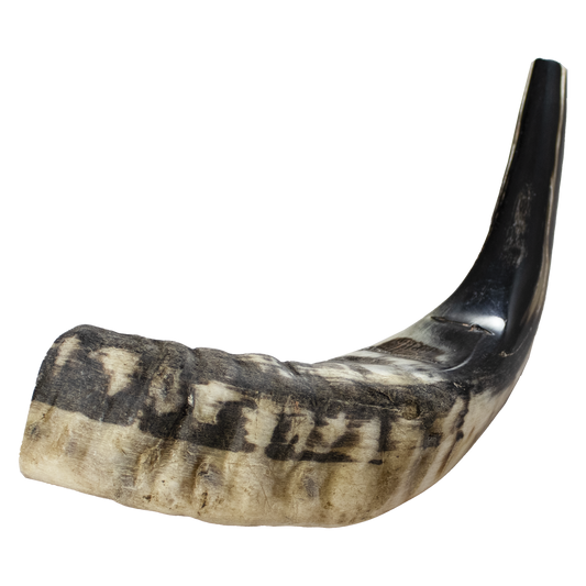 ram horn shofar 