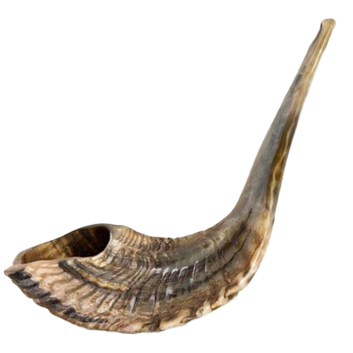 Jericho Ram's Horn Shofar (Kosher)  20"-21"