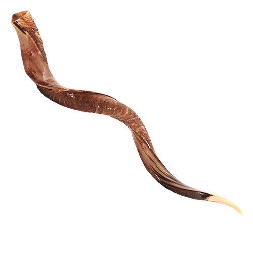 Yemenite Shofar -  43" - 47" (Imperfect)