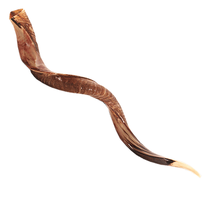 Yemenite Shofar -  43" - 47" (Imperfect)