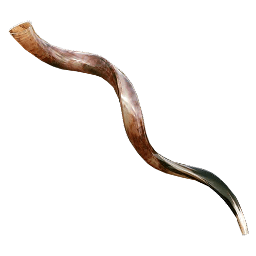 Yemenite Shofar -  43" - 47" (Imperfect)